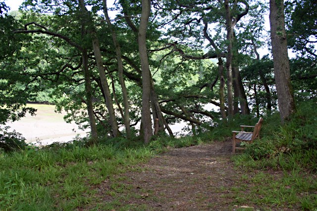 The Viewpoint in Wembury Wood