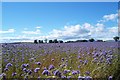 Phacelia Sacrificial Crop