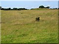 Tumulus on Beacon Hill