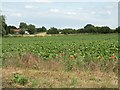 Farmland by Hartsbuckle Farm