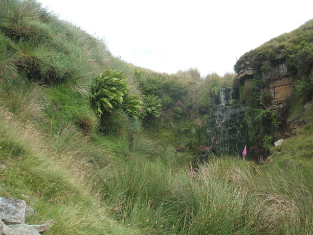 Ferns, grasses and a trickle of a waterfall