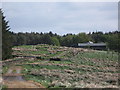 Track, moorland and plantation near Greenlee