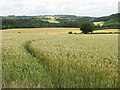 Rolling Countryside Near Yarhampton