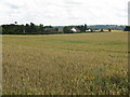 Field Near Oakhampton