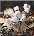 Ink-cap, maybe Trooping crumble-cap (Coprinus disseminatus)?