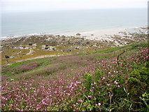 SH2988 : Flower-covered cliff slope below the coastal path by Eric Jones
