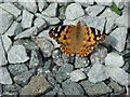 Painted Lady butterfly in my nan