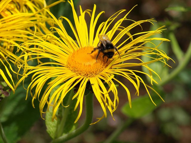 Bee on Inula, Dartington