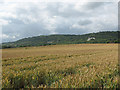 Wheat field at Betchworth