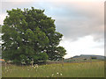 NY7607 : Meadow with two tall trees by Stephen Craven