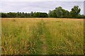 Footpath across the meadow