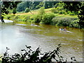 Plying the Wye