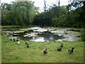 Pond at Kilham