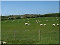 View across sheep pastures towards Plas Newydd and Parys Mountain