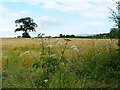 Field of barley at Corby Hill