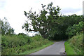 SP2565 : A balding oak near Church Farm by Robin Stott