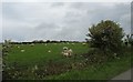 Sheep north of the Llanbabo road