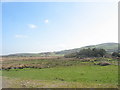 Shelter belt and wetland near Mynachdy