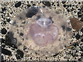 NG2255 : Jellyfish on Coral Beach 2 by Carol Walker