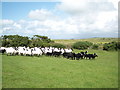 Pasture Land: Mixed Flock (largely sorted out...)