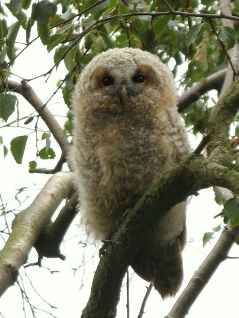 Young tawny owl © Eileen Henderson :: Geograph Britain and Ireland