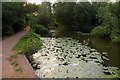 Abbey Stream at Abingdon