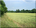 2009 : Ripening wheat, Draycot Cerne