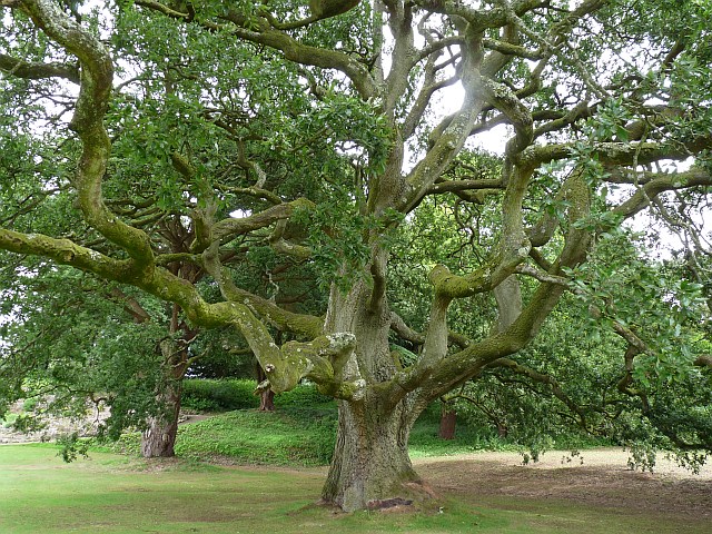 Lucombe Oak, Dyffryn Cardens © Robin Drayton cc-by-sa/2.0 :: Geograph ...