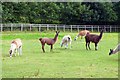 Llamas and alpacas