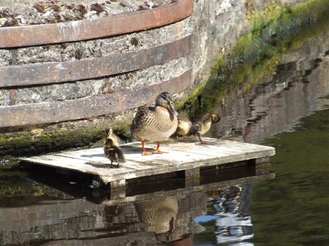 Mallard Duck with chicks in Crinan Canal Basin