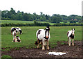 Piebald horses and foals near Bascote Lodge