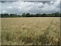 Fields of Barley