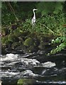 Heron by the Erme