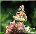 TG3502 : Painted Lady butterfly (Vanessa cardui) by Evelyn Simak