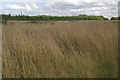 Grass and trees on Sefton Meadows