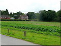 Market Gardening at Headley