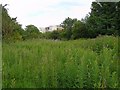 Wild place behind the Cumberland Infirmary