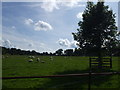 Grazing land near Aske Hall Stables