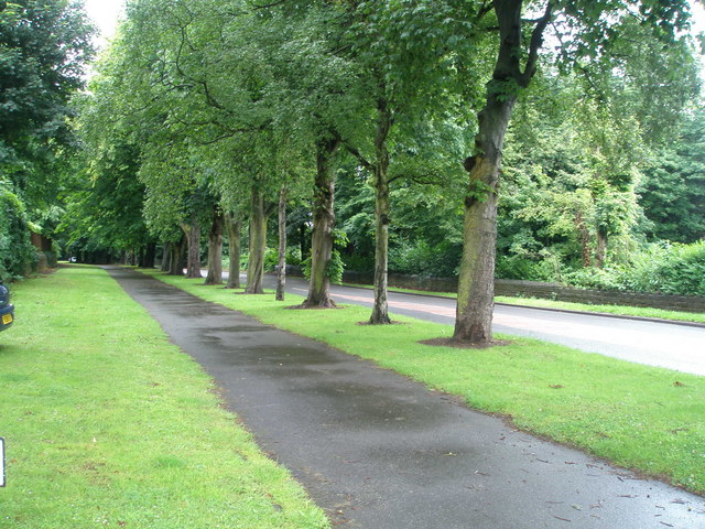 Trees on Ecclesall Road South
