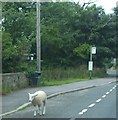 Looking sheepish at the Bus Stop in Wensley