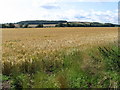 SK6542 : Shelford - corn field by Dave Bevis