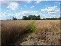 Footpath west of Crowfield Road