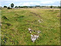 Wild flowers abundant on old lead mining spoil heaps