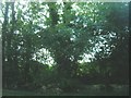 Roadside Hedgerow and Trees