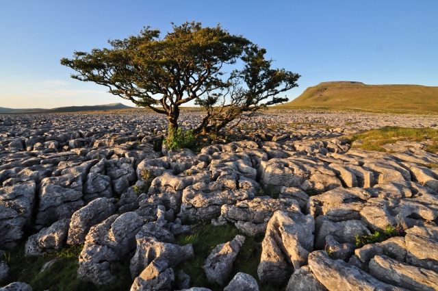 Limestone pavement, with two of the three peaks - and a tree