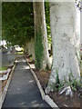 Tree lined graveyard at St Matthew