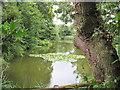 SJ3278 : Pond near Willaston by David Quinn