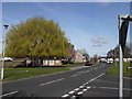 Weeping Willow in Carisbrooke Road