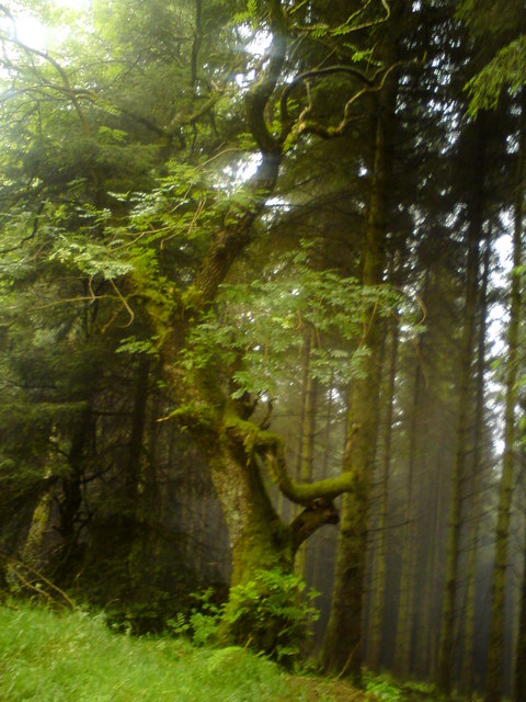 Moss covered Ash amidst the softwoods and mist
