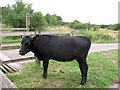 By the Cattle Grid, Bookham Common